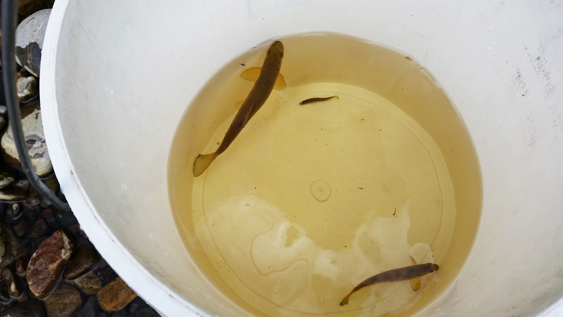 Background image - Electro Fishing 1 Pic13