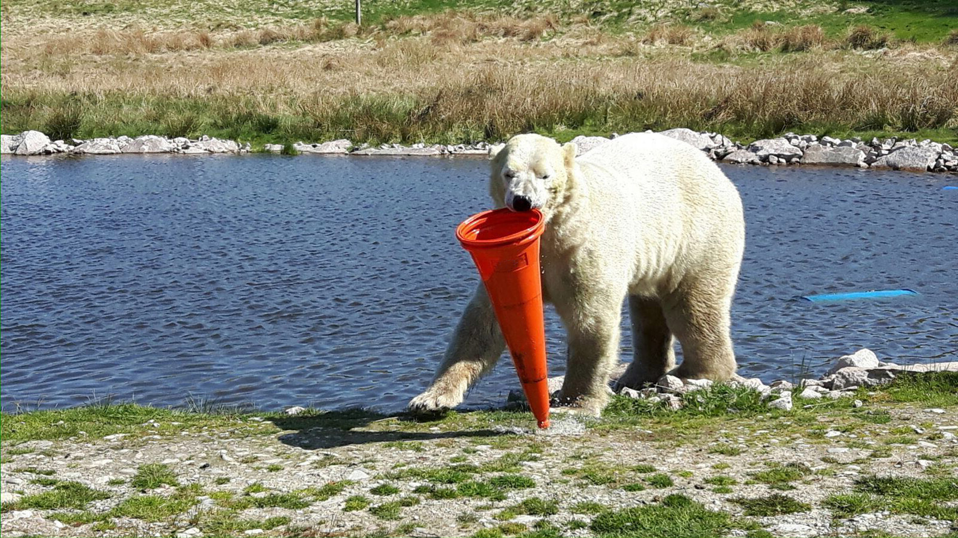 Background image - Polar Bear 2 Pic11