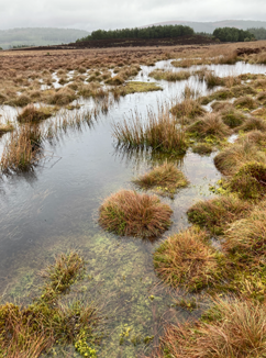 Image of ecological survey site